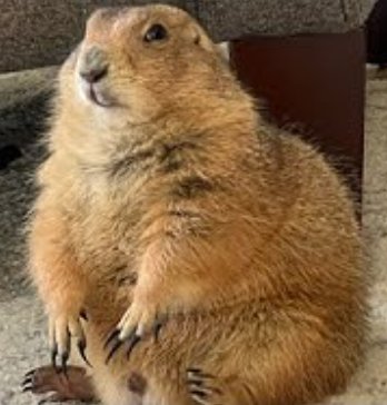 drxavie60848658's tweet photo. Today is a dark day. As we have lost a living legend among animals, It has been confirmed that Big Ounce the prarie dog has passed away.
He survived Cancer, Assasination Attempts, hes the only Prarie Dog to touch a Shark. And hes the only one to touch our hearts.
#RIPBigOunce https://t.co/ObEzvpk2dt