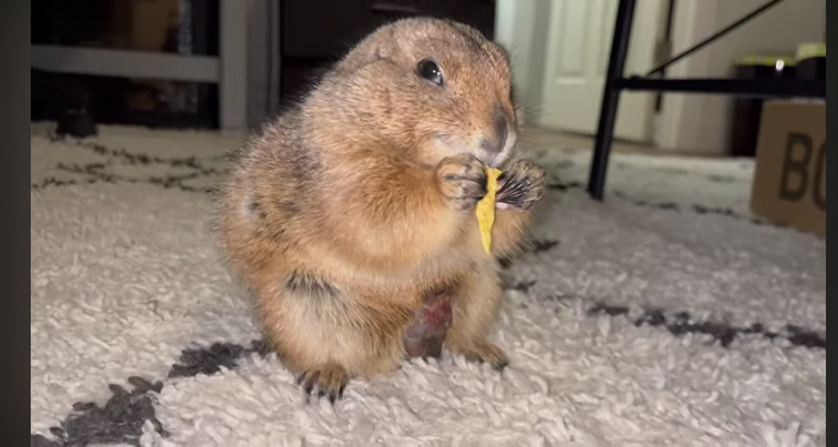 drxavie60848658's tweet photo. Today is a dark day. As we have lost a living legend among animals, It has been confirmed that Big Ounce the prarie dog has passed away.
He survived Cancer, Assasination Attempts, hes the only Prarie Dog to touch a Shark. And hes the only one to touch our hearts.
#RIPBigOunce https://t.co/ObEzvpk2dt