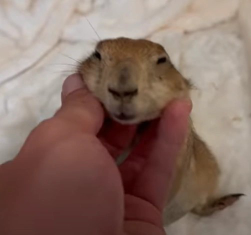 drxavie60848658's tweet photo. Today is a dark day. As we have lost a living legend among animals, It has been confirmed that Big Ounce the prarie dog has passed away.
He survived Cancer, Assasination Attempts, hes the only Prarie Dog to touch a Shark. And hes the only one to touch our hearts.
#RIPBigOunce https://t.co/ObEzvpk2dt