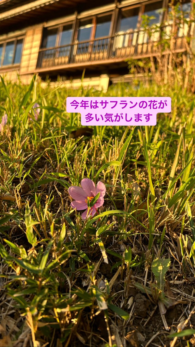 raiteikamakura's tweet photo. 紅葉が進みました。

 #鎌倉 #檑亭 #蕎麦 #甘味処 #古民家 #らい亭 #鎌倉ランチ #日本庭園 #会席料理 #鎌倉山 #旅行 #湘南グルメ #カ��ェ #湘南モノレール  #昭和レトロ　#日帰り旅行
#lovejapan　#広町緑地　#食事会 #蕎麦好き  #山茶花　#サフラン　#紅葉　#鎌倉デート https://t.co/W63B8Zyi26
