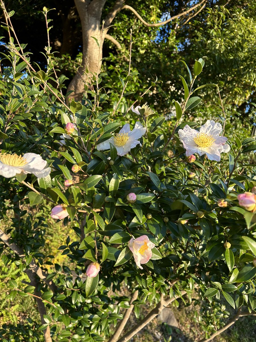 raiteikamakura's tweet photo. 紅葉が進みました。

 #鎌倉 #檑亭 #蕎麦 #甘味処 #古民家 #らい亭 #鎌倉ランチ #日本庭園 #会席料理 #鎌倉山 #旅行 #湘南グルメ #カ��ェ #湘南モノレール  #昭和レトロ　#日帰り旅行
#lovejapan　#広町緑地　#食事会 #蕎麦好き  #山茶花　#サフラン　#紅葉　#鎌倉デート https://t.co/W63B8Zyi26