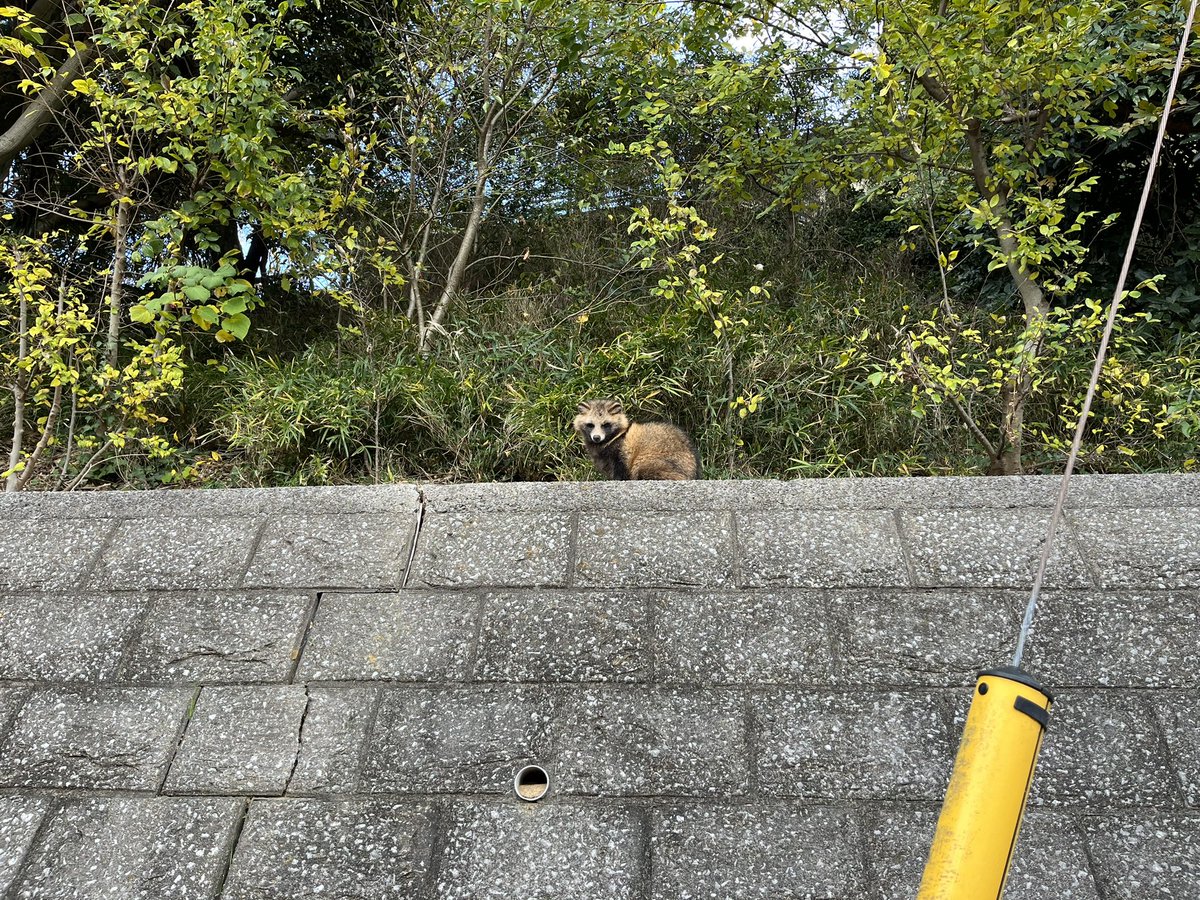 cell_0819's tweet photo. 野生のタヌキに出会った🤪
でも逃げない
って事は餌付けされちゃってるかな😖
可愛いけど餌はあげないようにしましょうね😭 https://t.co/6X5Jipoogo
