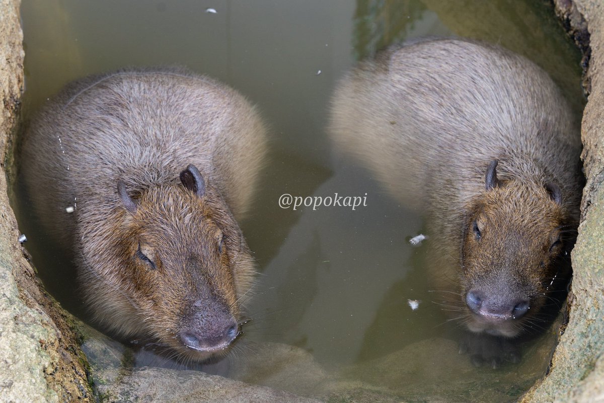 寒い日は仲良くお風呂に
#カピバラ #福井県 #足羽山公園遊園地 #ハピジャン