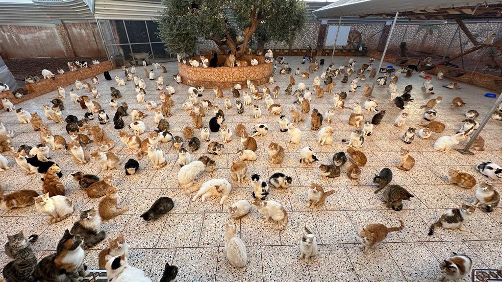 SyrianSanctuary's tweet photo. Friends , it seems our cats are still practicing social distancing since covid. observe how each one respects the other's space, because they know that all of them will have food and love and they don't have to fight each other for it. 
why don't humans learn from cats? better to go back to the times when they worshiped cats in old Egypt 😅