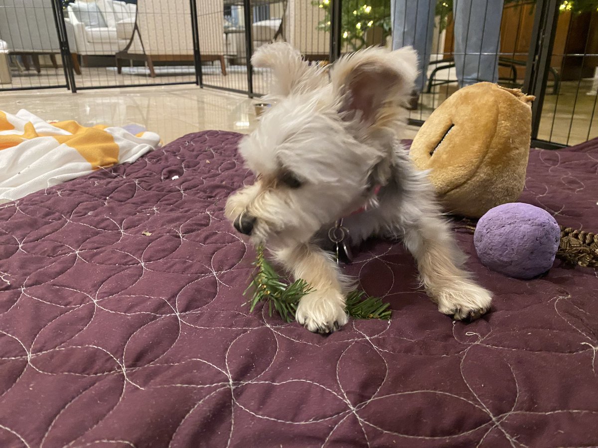 Sir Bailey tweet media