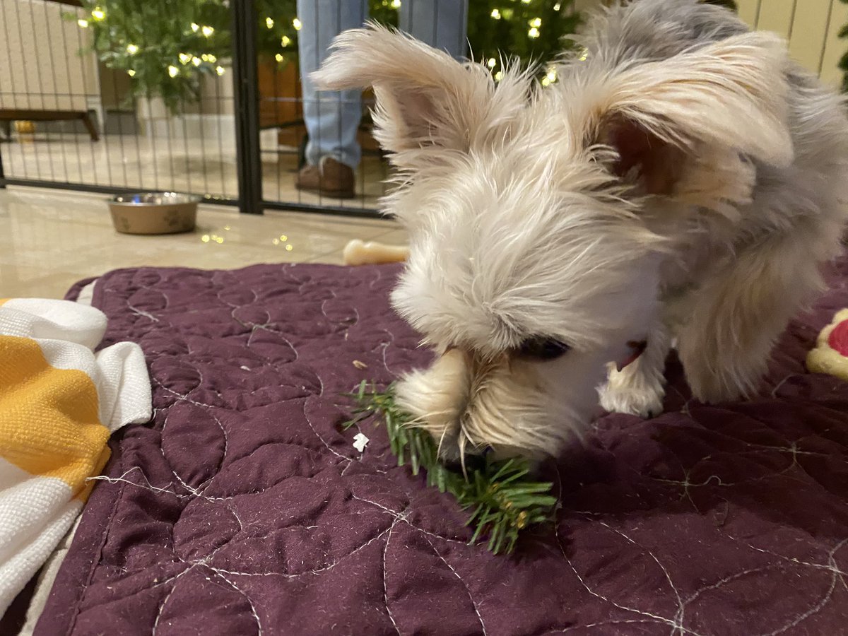 Sir Bailey tweet media