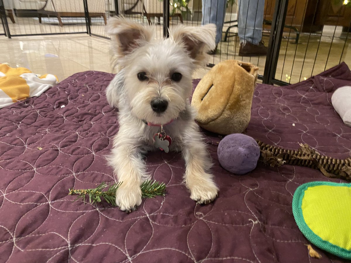 Sir Bailey tweet media