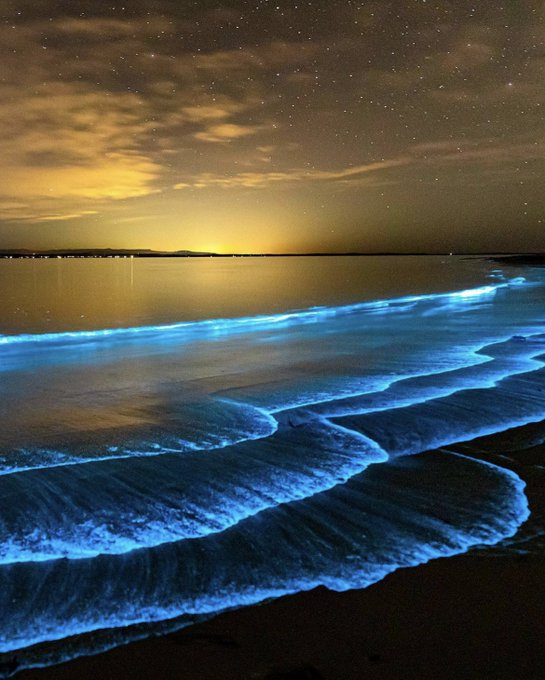 Bioluminescence in Australia ✨