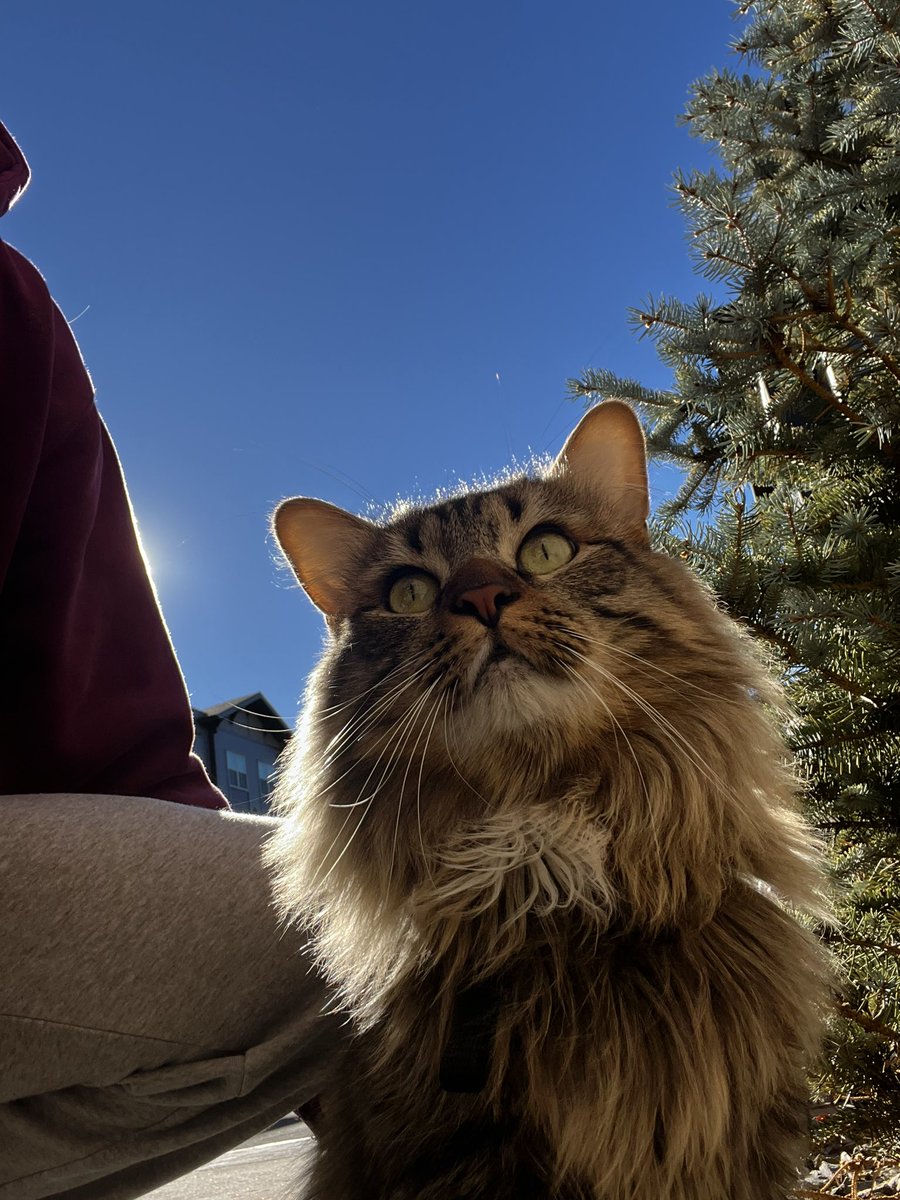 Chrisvar42's tweet photo. Gato #2, this is Kevin https://t.co/Xa8fcZT1EX