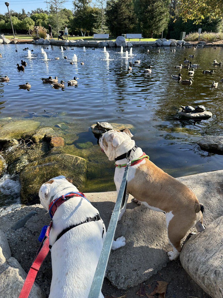 RuPam49740881's tweet photo. Mommy took us adventuring today at the park! However, she was a #funhater and wouldn’t let us get in the lake to chase the ducks and the turtles.😠 https://t.co/hLobvEVbWH