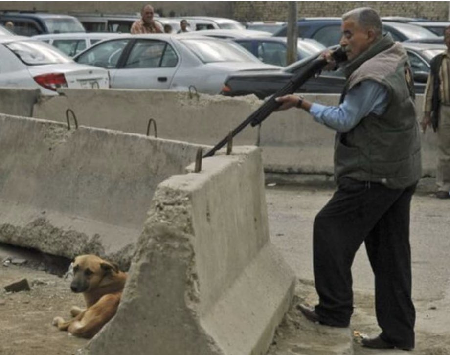 Rey_Guardian's tweet image. 🚨| 🐶¦🐱 Hay miles de perros y gatos callejeros en Palestina‼️

 La política oficial de la Autoridad Palestina es DISPARAR y ENVENENAR a todos los perros y gatos callejeros.

 Los perros y gatos callejeros sometidos a esta situación mueren en absoluta agonía.

 Los envenenados…