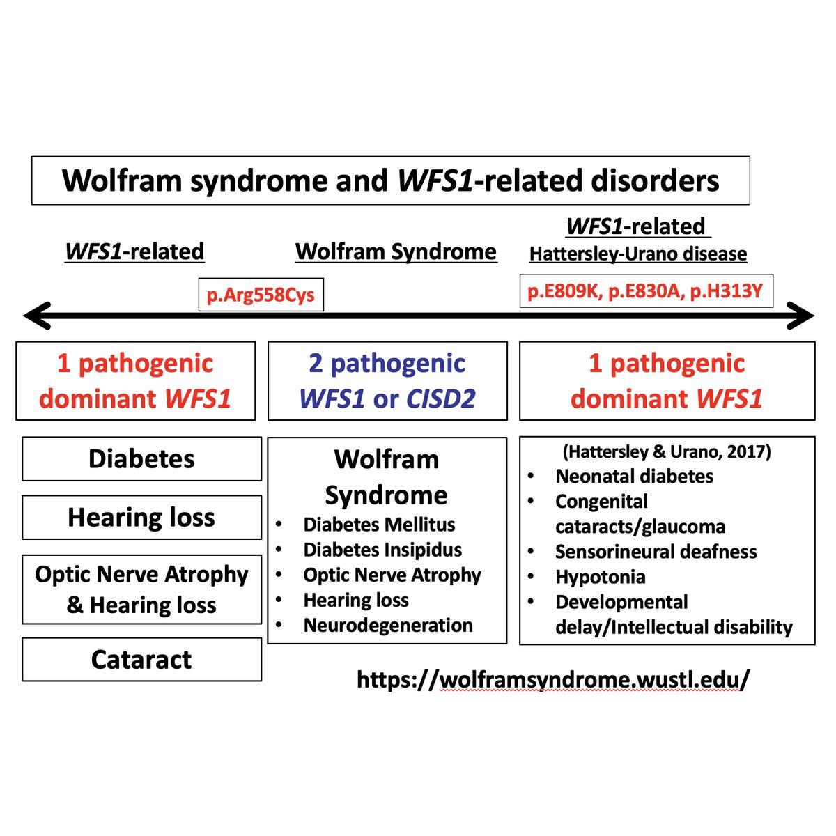 Help us raise awareness for Wolfram syndrome, a spectrum of disorders. Learn more at wolframsyndrome.wustl.edu. @WUSTLmed @WashUEndo