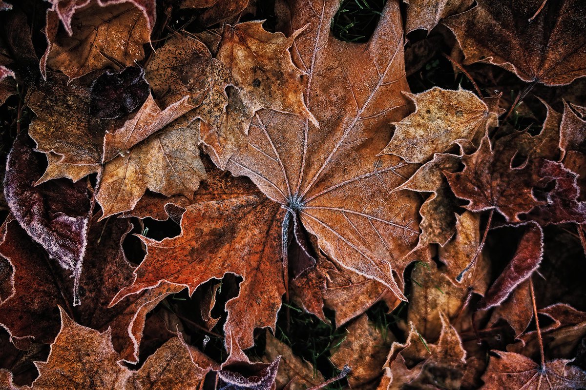 Just a pile of frozen leaves from this morning with the Lumix LX10 pocket camera