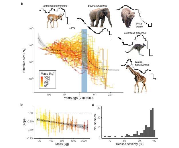MartinOesterhel's tweet photo. Hace 50 mil años comenzó una estrepitosa caída de la densidad de la megafauna en todo el mundo, extinciones incluidas. Se discute si la causaron los cambios de clima o la gran expansión de Homo sapiens durante todo ese período. https://t.co/ugYvWYxPsk