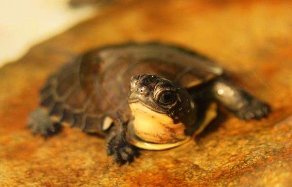 Please consider supporting our Donors Choose effort to purchase biosecurity equipment and supplies.  Donations matched 50% on Giving Tuesday.  
donorschoose.org/project/keepin…  #GivingTuesday2023 #BlackFriday