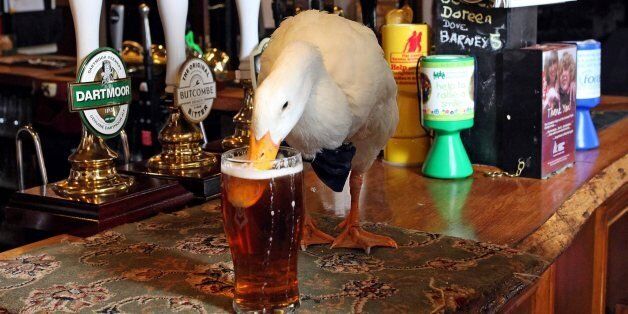 Sharpduck tweet media