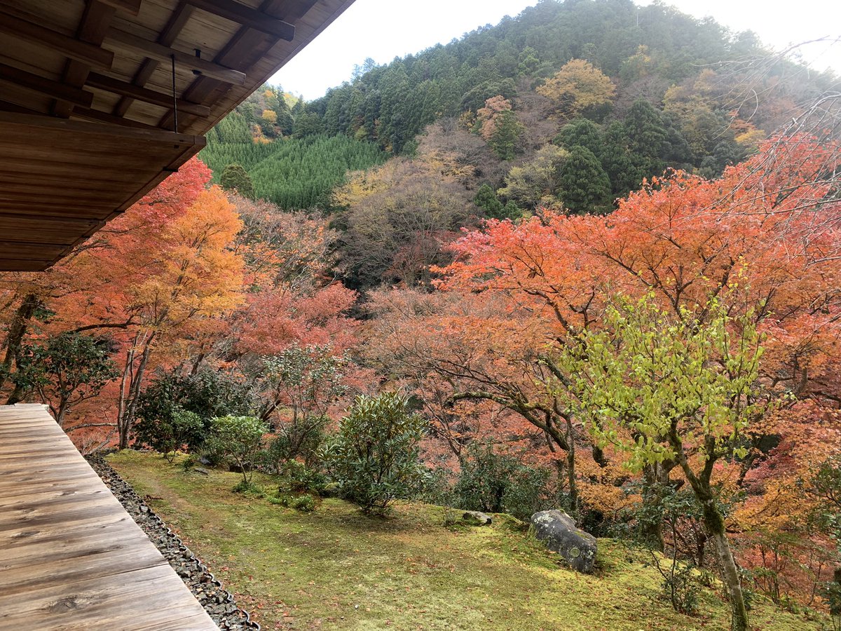 kosanji_temple's tweet photo. 2023.11.25
雨上がりの山内の様子です。
もみじの色が日に日に深まり紅葉の最盛期を迎えています。
#京都 #高山寺 #世界遺産 #紅葉 https://t.co/dJNRb4WYlJ