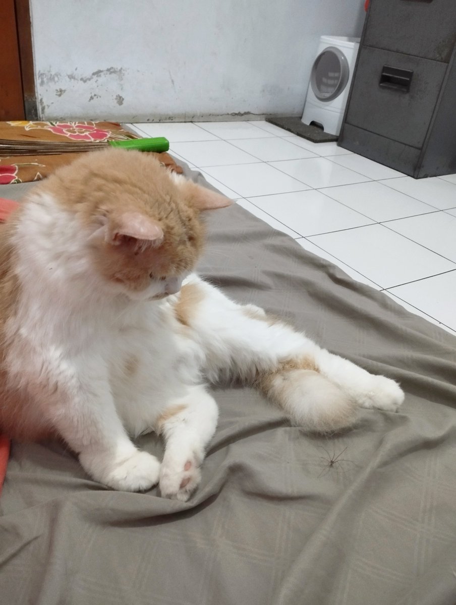 bucingsungguhan's tweet photo. Mainan ak di geprek sm si pmlas itu mmrraaahh skli 😤 https://t.co/8V5vfe23mr