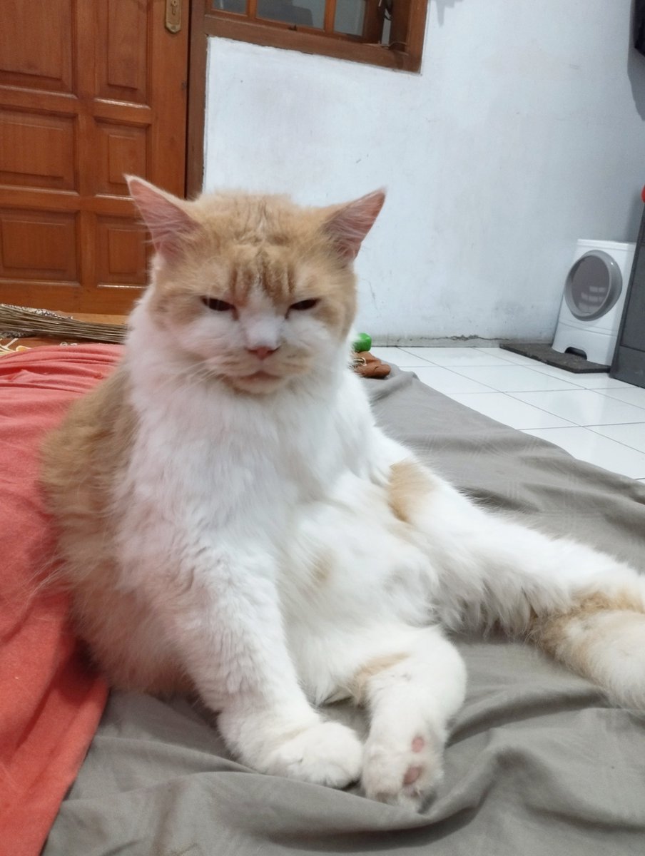bucingsungguhan's tweet photo. Mainan ak di geprek sm si pmlas itu mmrraaahh skli 😤 https://t.co/8V5vfe23mr