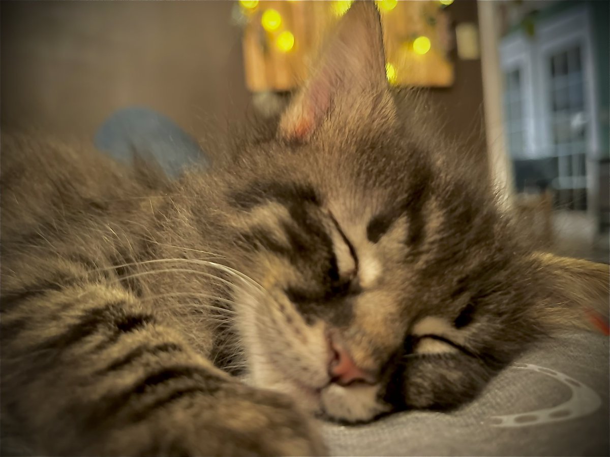 asmithslife's tweet photo. Bitsy is tired after a Very busy day playing . https://t.co/31OBvD2Tgi