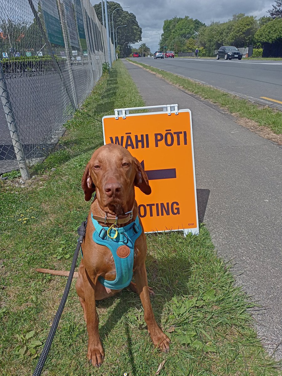 #DogsAtPollingStations 
#PortWaikato