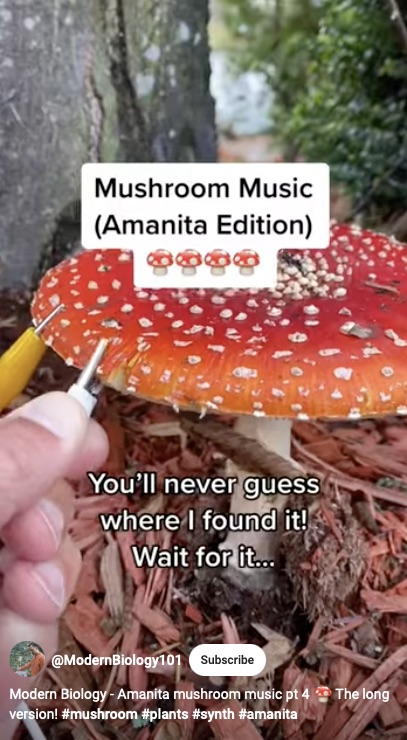 JohnMar77301444's tweet photo. Modern Biology - Amanita mushroom music pt 4 🍄 The long version! #mushro... https://t.co/j9vALkmrBJ via @YouTube
#MushroomMusic #Experimental #Psychedelic #Trippy #Plants #Synth #Amanita #Fungi #NYC #Brooklyn #Queens #Bronx #StatenIsland #LongIsland #WashingtonDC #USA #Friday https://t.co/w4ne167xYj