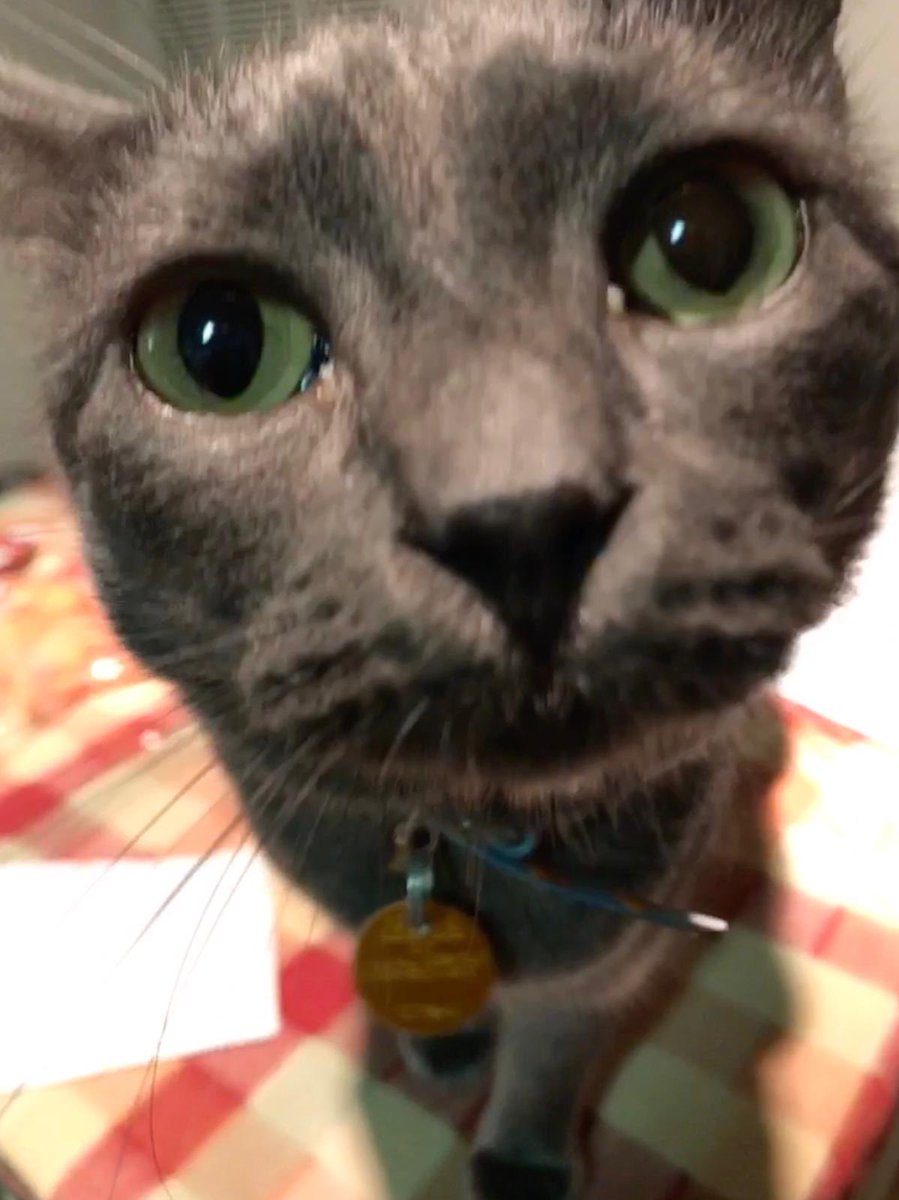 KodyAnderson's tweet photo. Really missing my buddy tonight. If you have kitties, please hug them tight for me 😻 https://t.co/0lvoWVoJzJ