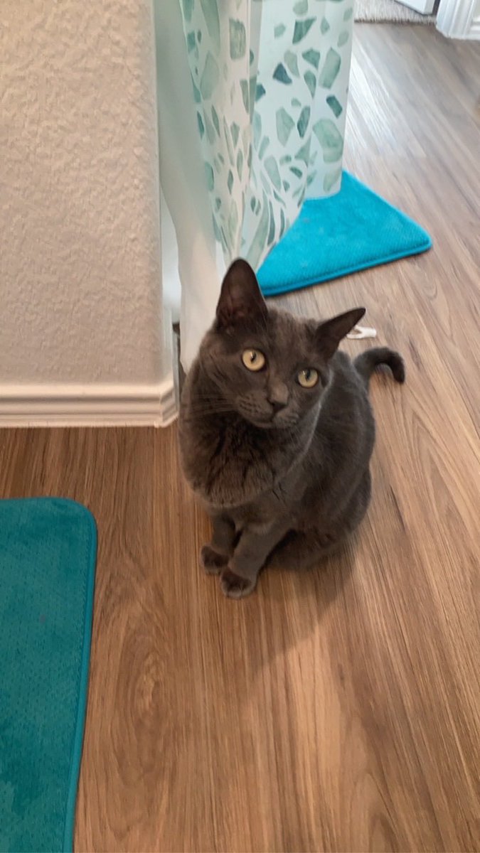 KodyAnderson's tweet photo. Really missing my buddy tonight. If you have kitties, please hug them tight for me 😻 https://t.co/0lvoWVoJzJ