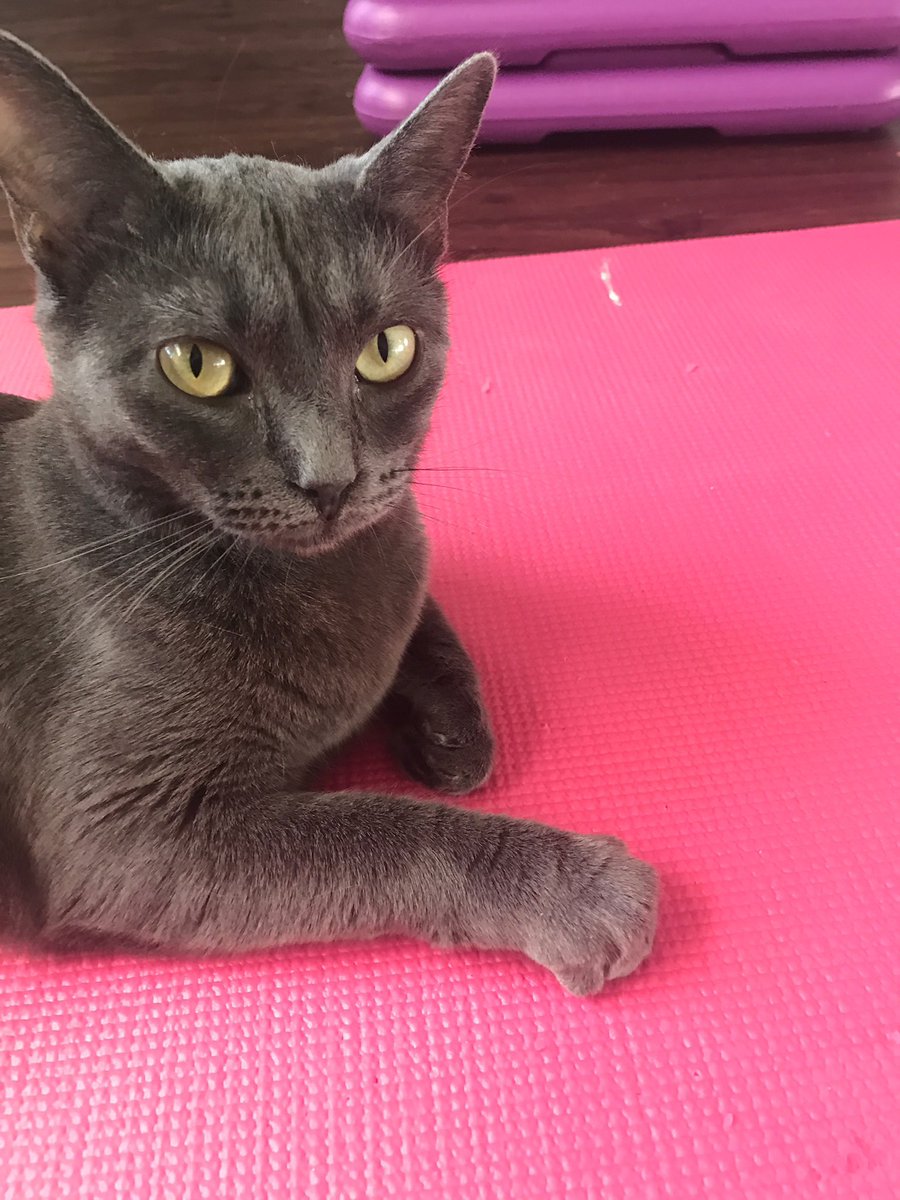 KodyAnderson's tweet photo. Really missing my buddy tonight. If you have kitties, please hug them tight for me 😻 https://t.co/0lvoWVoJzJ