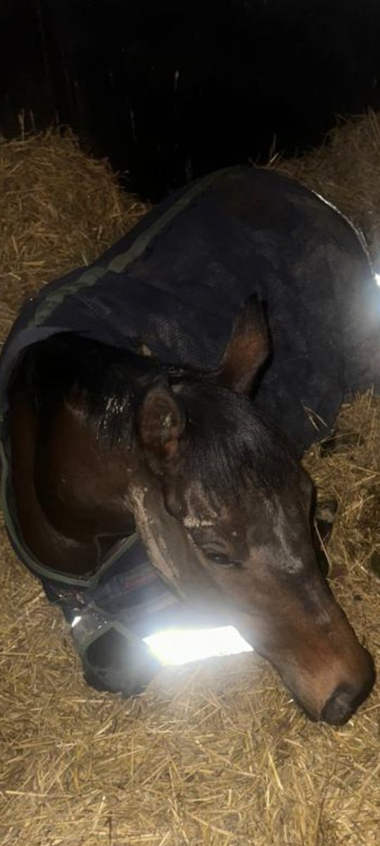 beaubai's tweet photo. It's cold out there ๐ฅถ so Nemean ๐ฆ was Lion down when the waiter ๐งโ๐ณ knocked on to deliver his breakfast at 6.30am ๐ฅฉ #breakfastinbed #hungrylion #bitnippy #fullEnglish #happyhorses #teamwork #Herefordshire #NemeanLion https://t.co/kpKchs0t7w