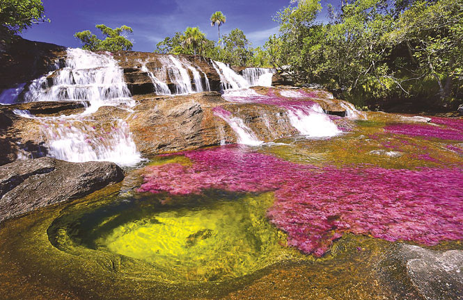 heightaway's tweet image. Amazing natural phenomena
Caño Cristales 'Liquid Rainbow', Colombia

     The Caño Cristales river in La Macarena is nature's watercolor palette. From July to October, the river is highlighted with flashes of red, yellow, green and blue. The colors appear due to the reproduction…