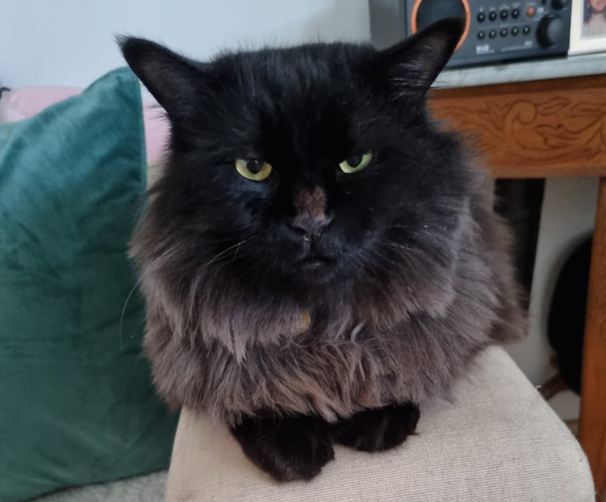 65ziggystardust's tweet photo. You can NEVER take too many naps, darlings! 😼💤 Embrace the floof life and join me in the purr-fect art of snoozing. Tag your nap squad below and share your cozy catnap pics! 📸🐾 #NapQueen #FloofLife #CatNapChallenge #CatsOfTwitter #CatsOfX https://t.co/US2fvxaVKo