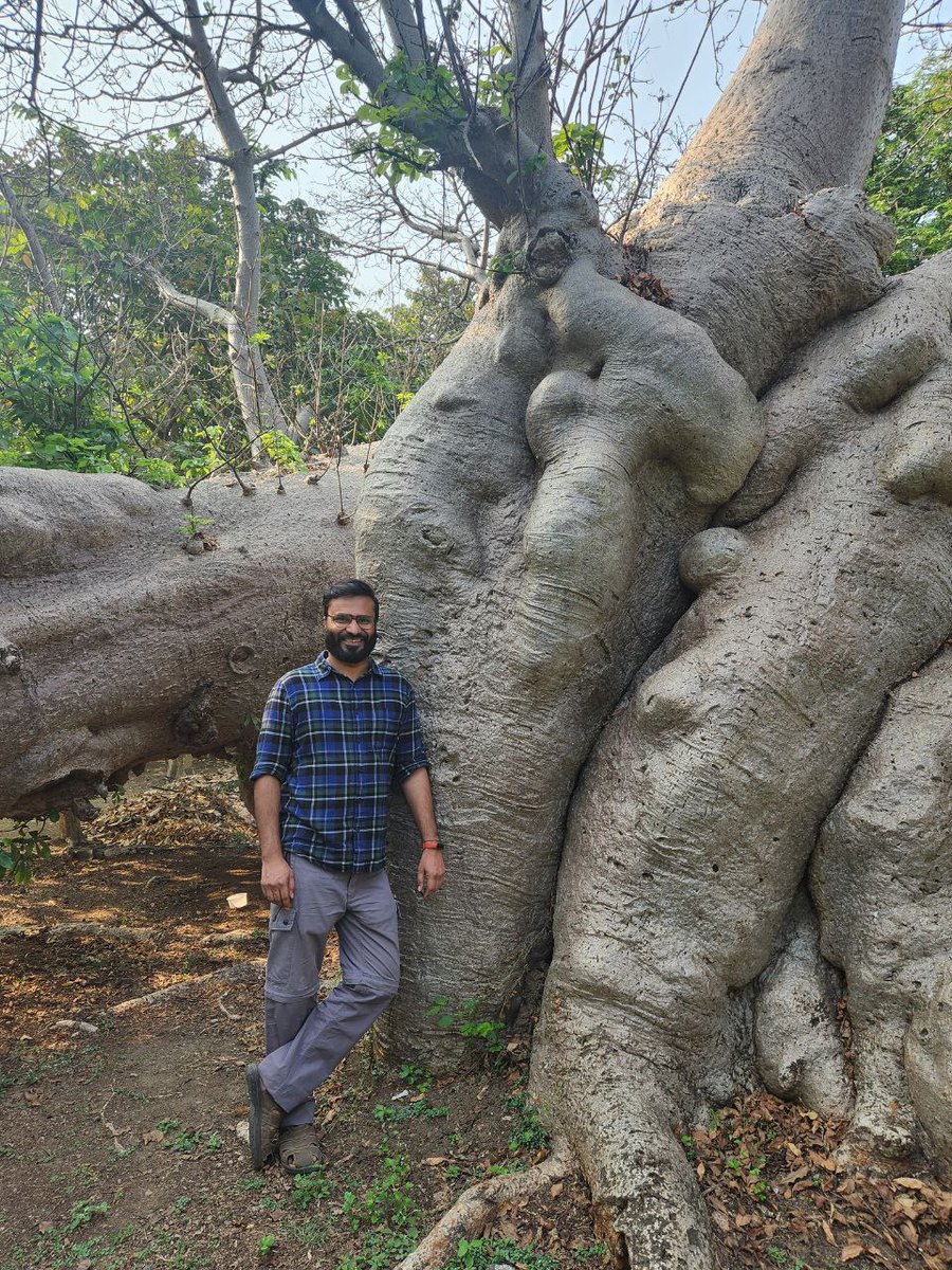 Edurafi's tweet photo. Baobabs are such an amazing life forms! Went to see these three amazing specimens a few days ago. This is in Mumbai!

#baobab #SciComm #Science #treesoftwitter https://t.co/gTk5zM8U8f