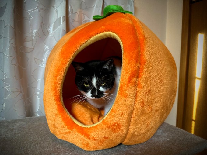 新しいネッコベッドを堪能するネッコです