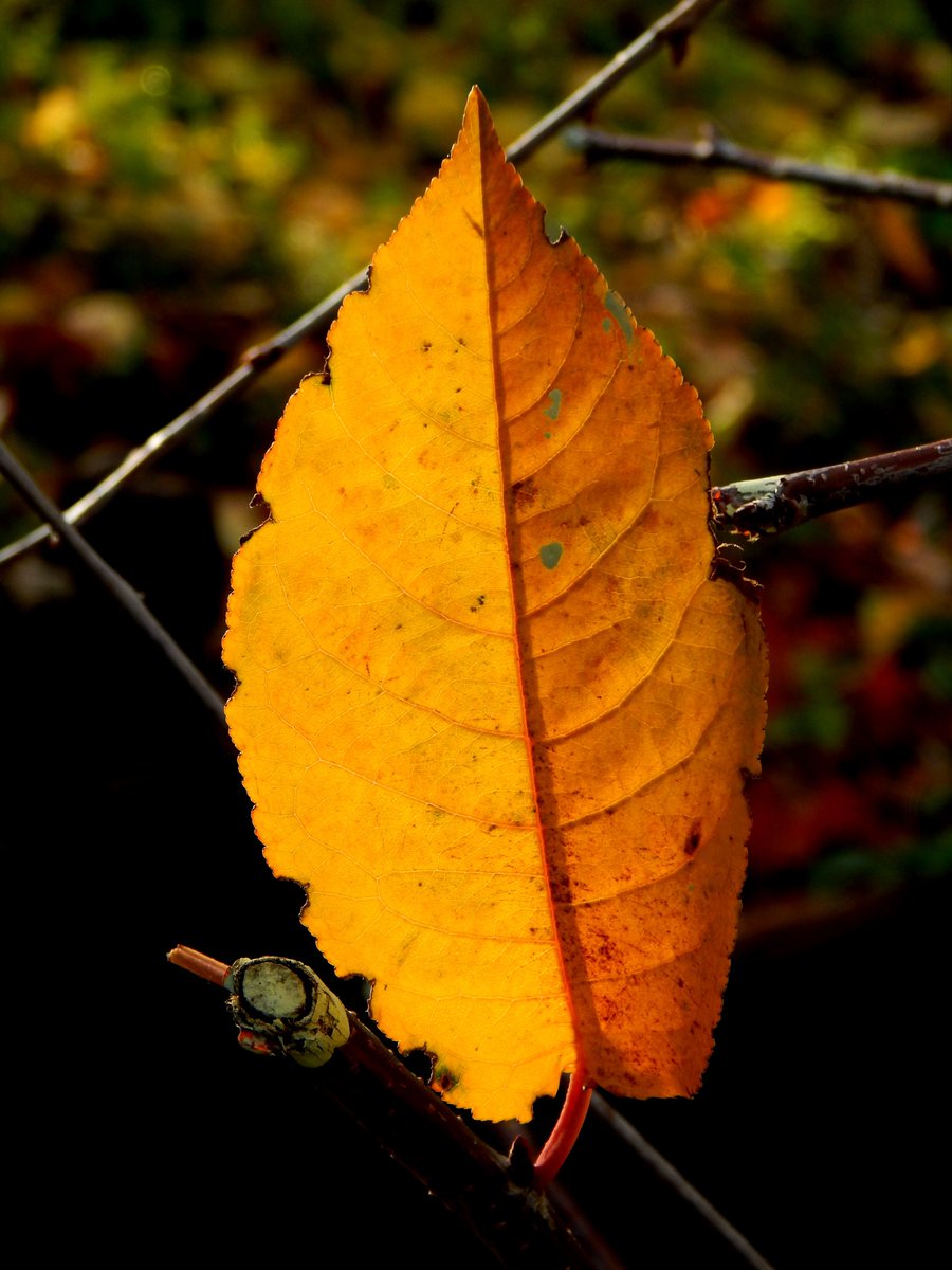 torfiak's tweet image. Dzień dobry 👋🙃

#Liść #jesień #garden #NaturePhotography #nature