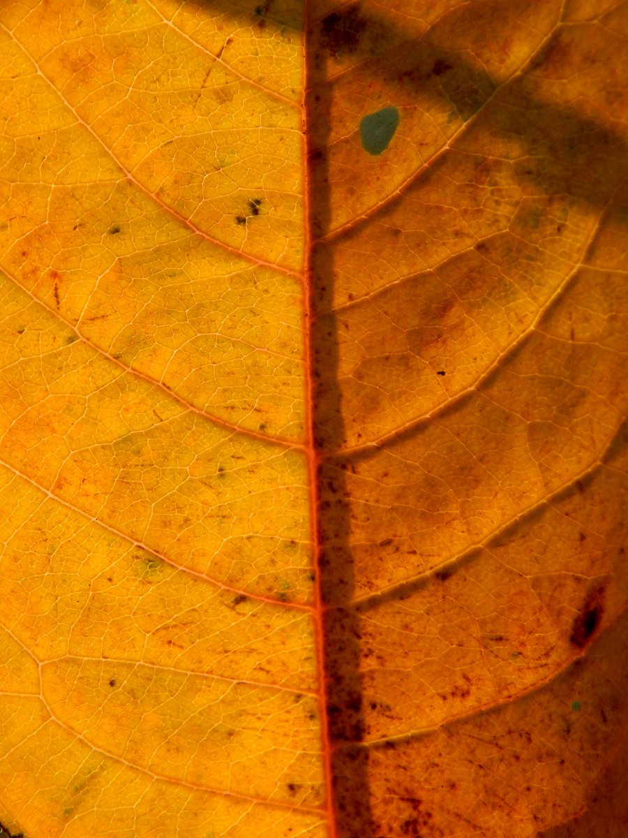 torfiak's tweet image. Dzień dobry 👋🙃

#Liść #jesień #garden #NaturePhotography #nature