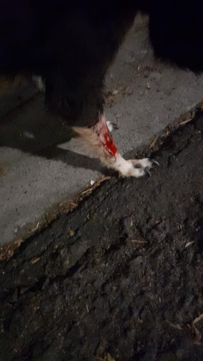 Jessica1787's tweet photo. @GABEHASH @ibaelsalvador 
La perrita cada vez está peor.
Ayuda por favor.

Ayudenme con retweet para que puedan ayudar a esta perrita, por favor. 😔🙏 https://t.co/ys1OkQHa0g