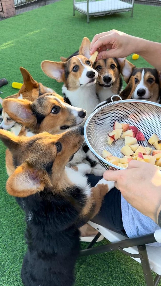 Kuznebiler tweet media