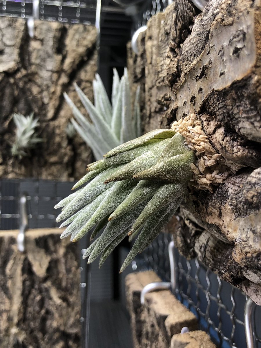 ラスト 種子5粒 Tillandsia thiekenii x kautskyi ラスト 種子 Tillandsia thiekenii × Tillandsia kautskyi