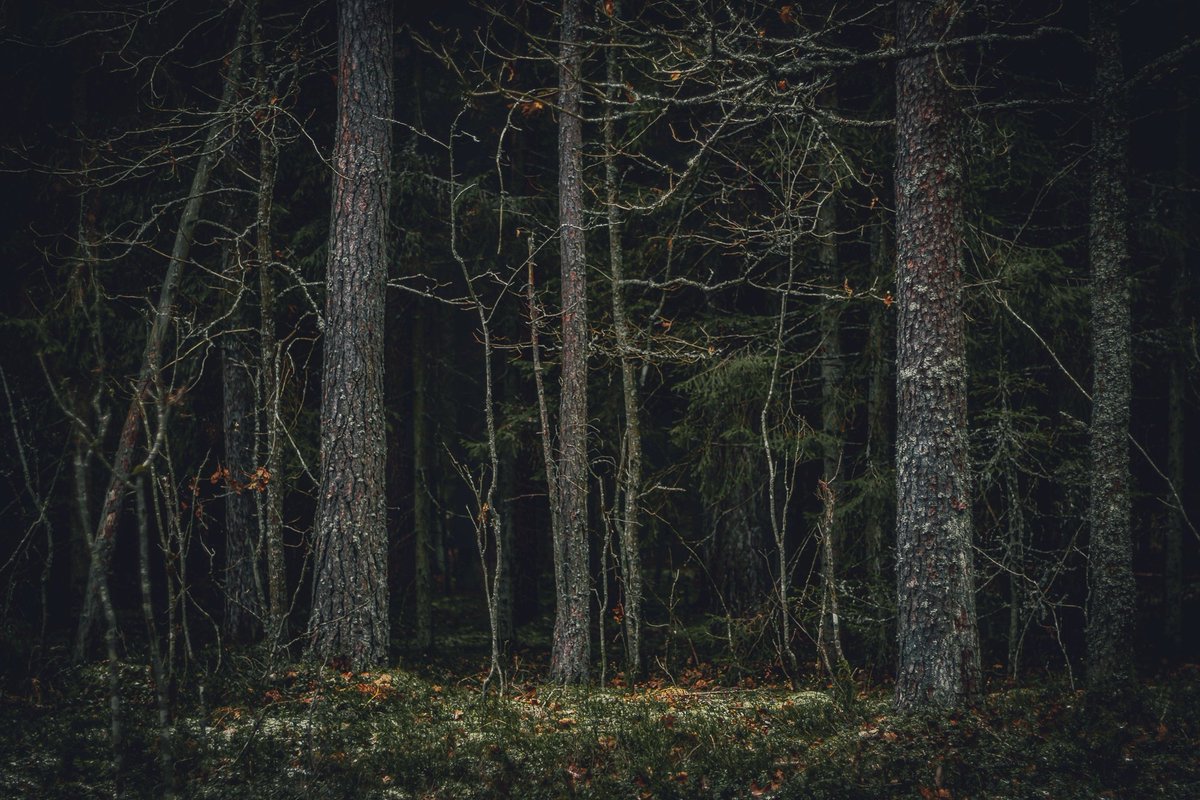 Beheroght's tweet photo. #baltic #november #visaginas #forest #beautiful #pagan #лес #metal #landscape #пейзаж #magic #осень #autumn #lietuva #lithuania #day #eternity #photography #soul #folk #day #nature https://t.co/jgFNyyrl13