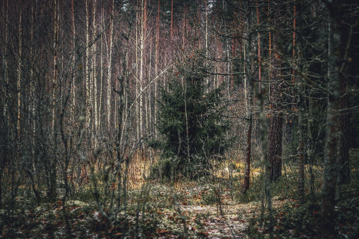 Beheroght's tweet photo. #baltic #november #visaginas #forest #beautiful #pagan #лес #metal #landscape #пейзаж #magic #осень #autumn #lietuva #lithuania #day #eternity #photography #soul #folk #day #nature https://t.co/CLqheWOExC