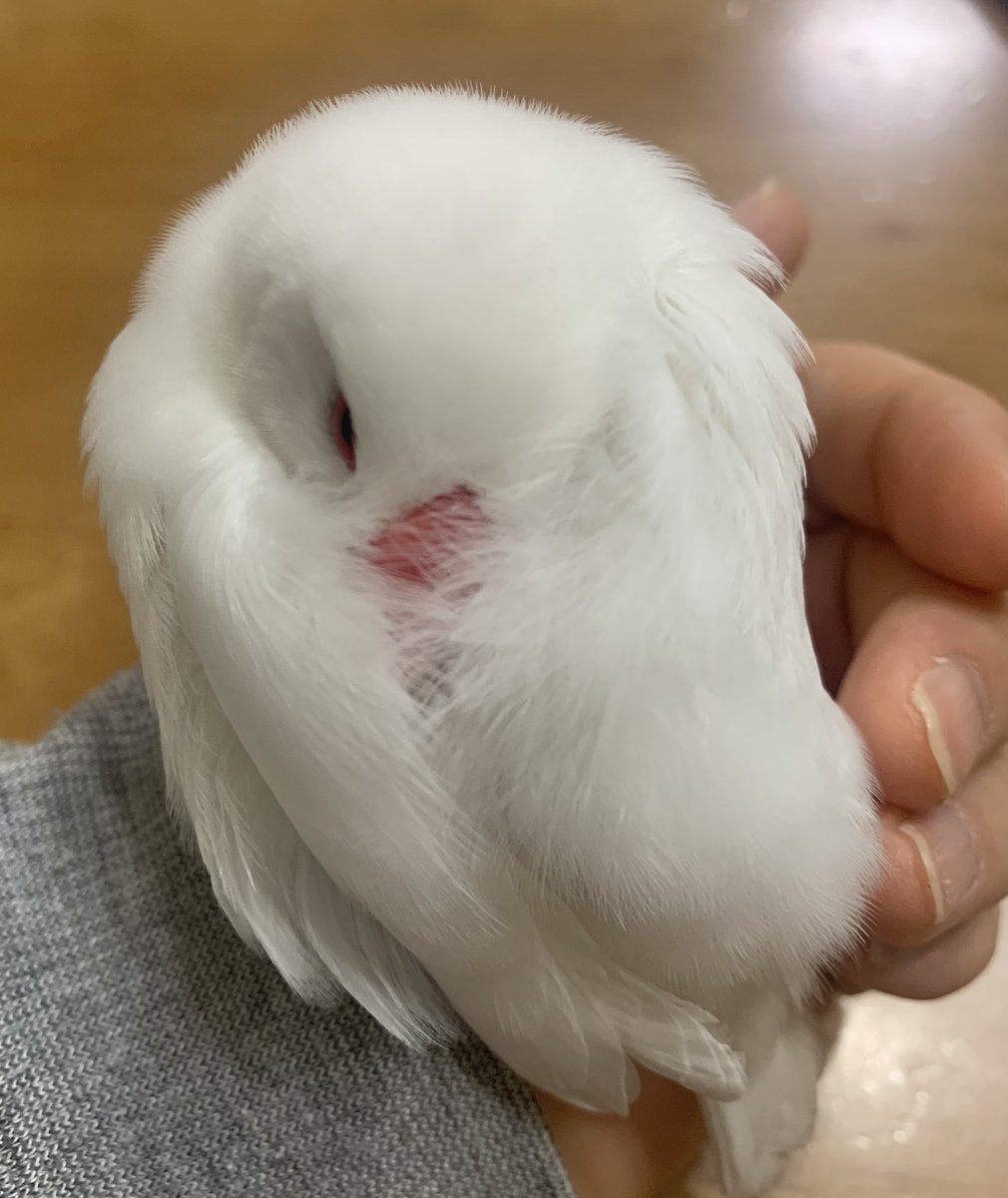 GoGo_Torippys's tweet photo. ニオイをスンスンされまくる5秒前…

#文鳥 #いい香り https://t.co/lgeyqA4yEe