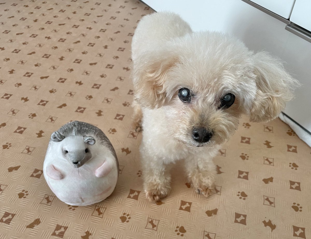LuckyStar111222's tweet photo. きょうは　このこも　なちたべるってゆってるから、ひとりぶんぢゃなくて　ふたりぶん　むいてほちい。 https://t.co/DvU8CbtdQL