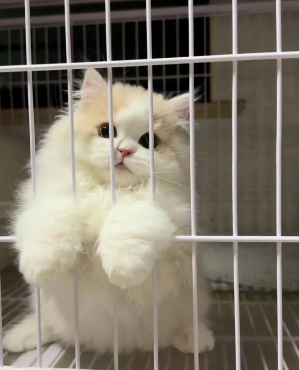 contents that ll heal your depression 🌻 (@catshealdeprsn) on Twitter photo 