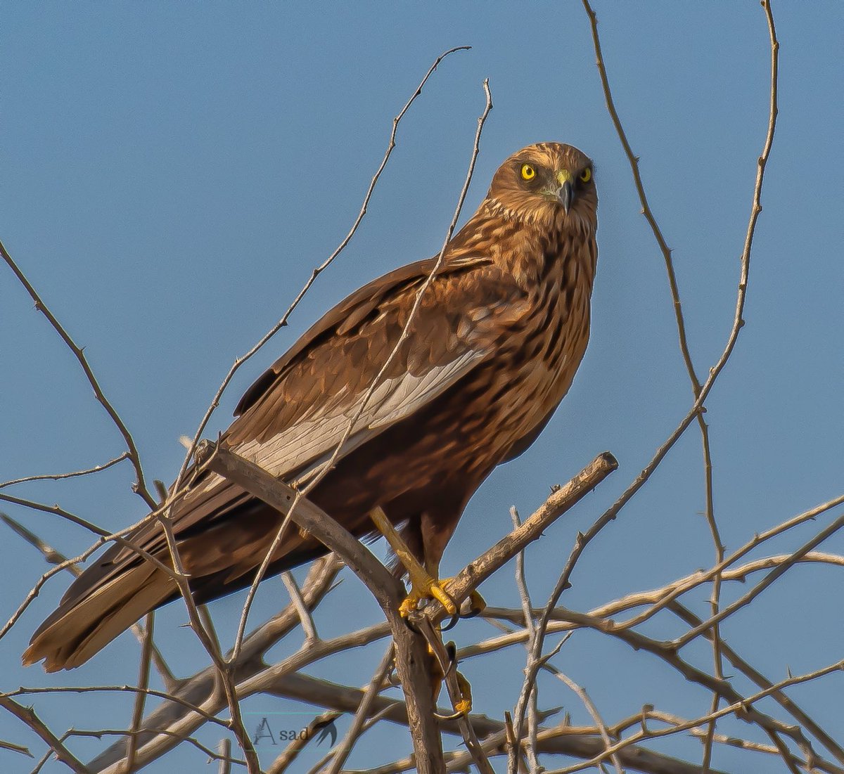 Western marsh harrier is a large bird of prey. It breeds in Europe, northwestern Africa, Central Asia and in parts of the Middle East. #IndiAves #BirdsSeenIn2023 #BBCWildlifePOTD #birdphotography #birdwatching #nikonphotography #raptors