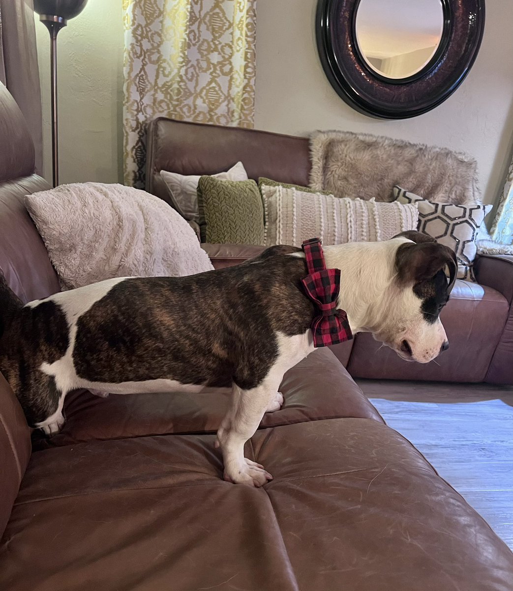 The Proper Poochies tweet media