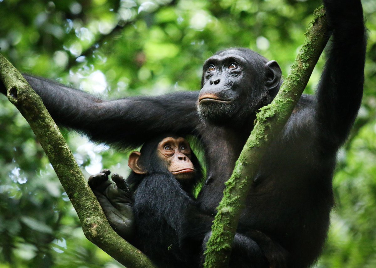 Rwanda is a tourist destination known for its exceptional gorilla and chimpanzee trekking adventures.
Click this link to book your 2024  gorrilla and chimpanzee trekking safari.
cyanholidays.com/destinations/r…
#cyanholidays #cyantours #visitrwanda #germany #travelchina #dxb