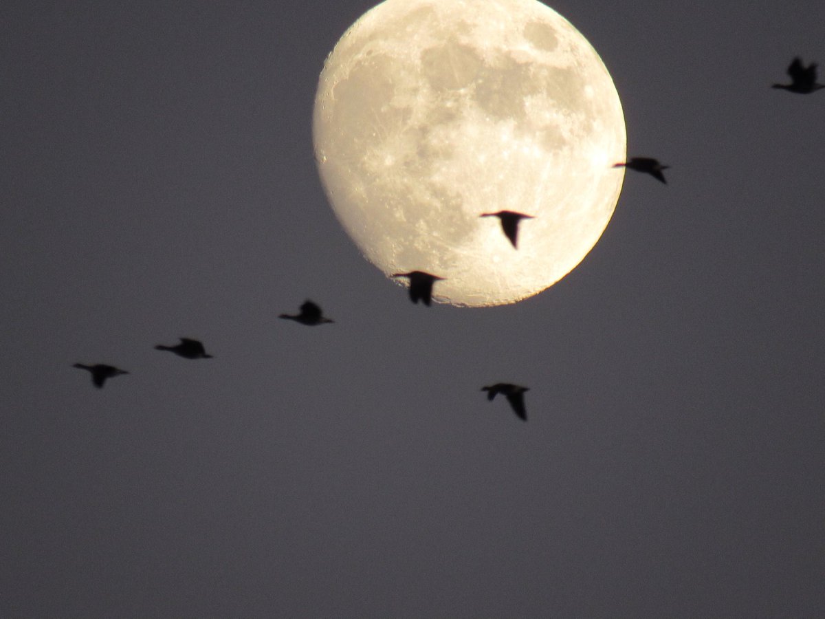 cwp_1's tweet image. Moon over the Delta #StatenIsland