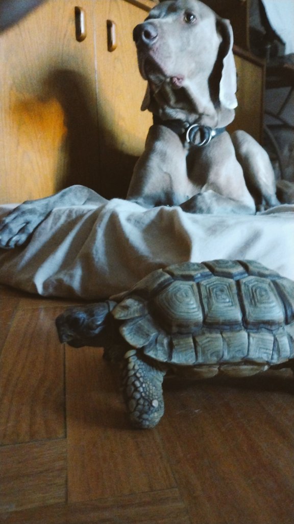 fedeelana's tweet photo. @marsarregui Manda un saludo Tortu con 59 años recién cumplidos 🥹 https://t.co/qdjo82GLpi