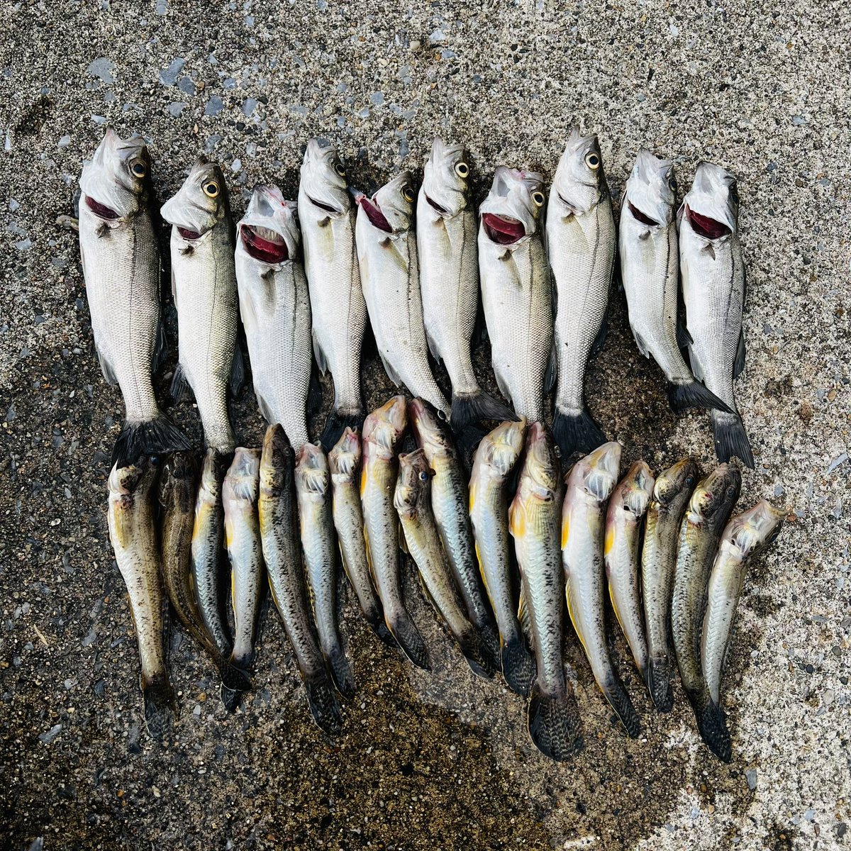 ハゼ釣り行ってきました🎣
セイゴもよく釣れました🐟
#ハゼ釣り